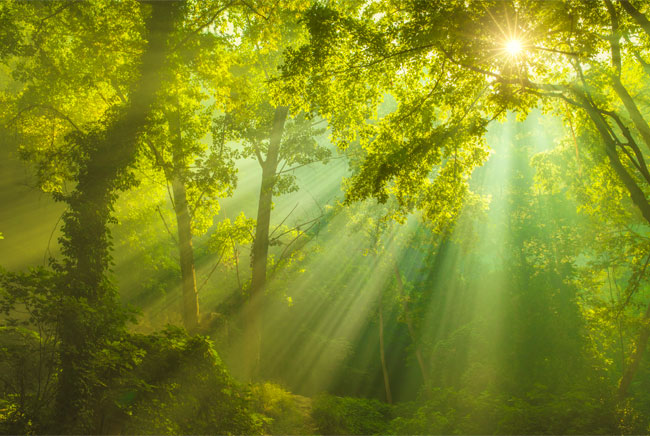 Fotomurales rayos de sol en el bosque